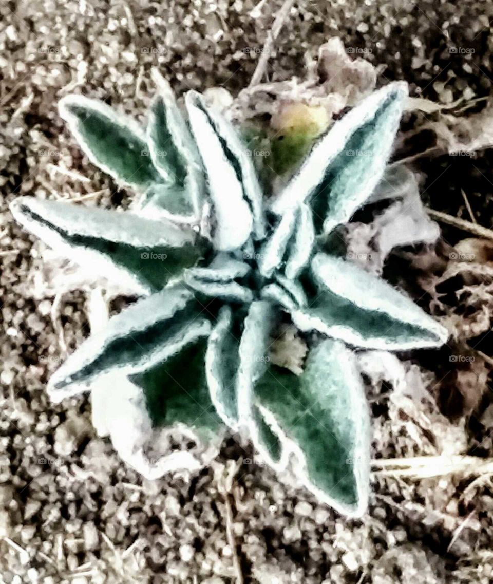 Deep Succulent  Close-up