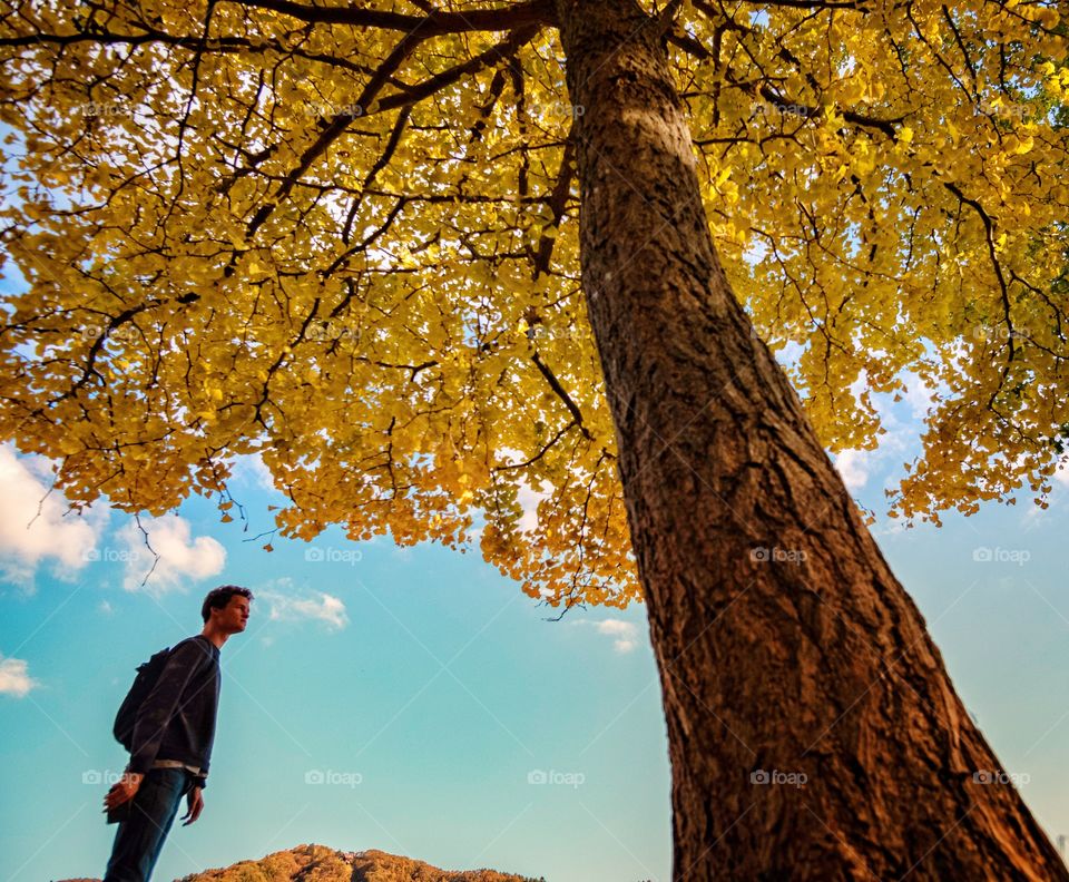 Romantic scene in Japan autumn season