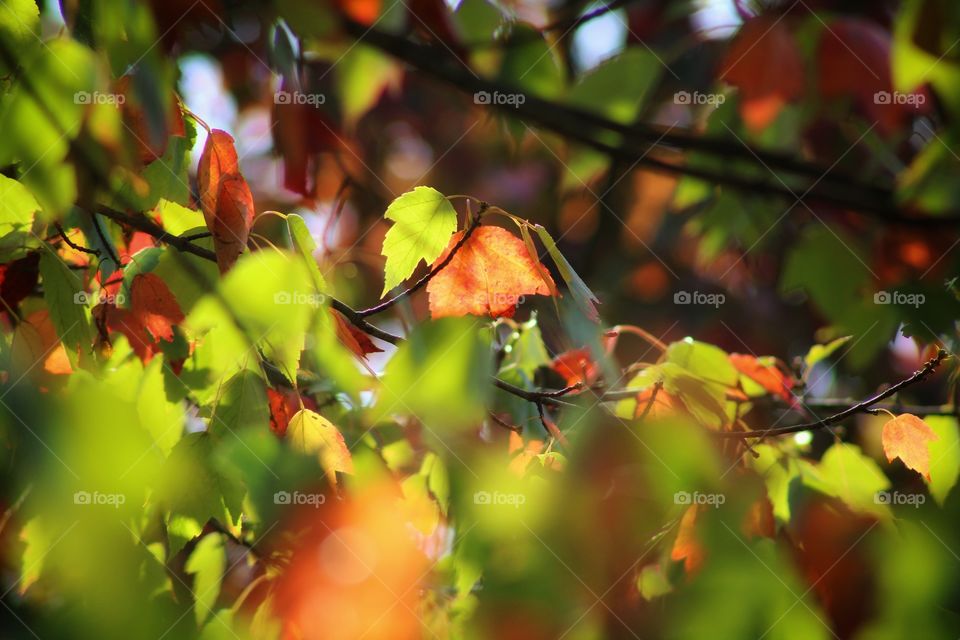 the color of the leaves are changing