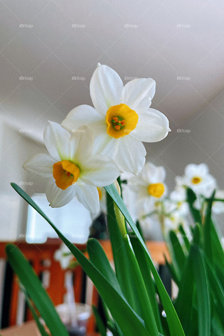 Narcissus Blossom Winter