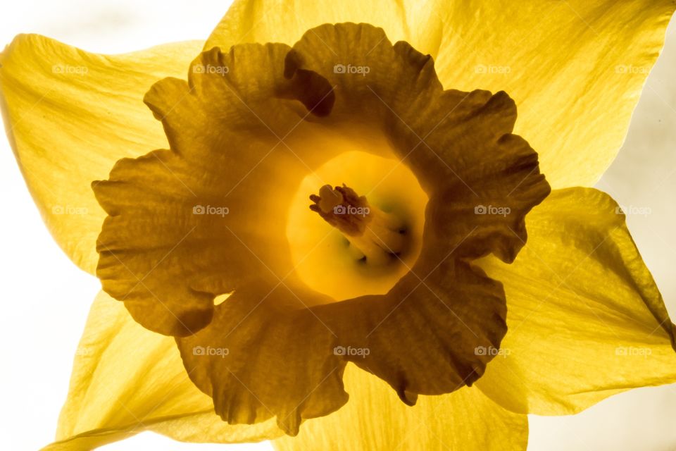 macro photo of a backlit daffodil