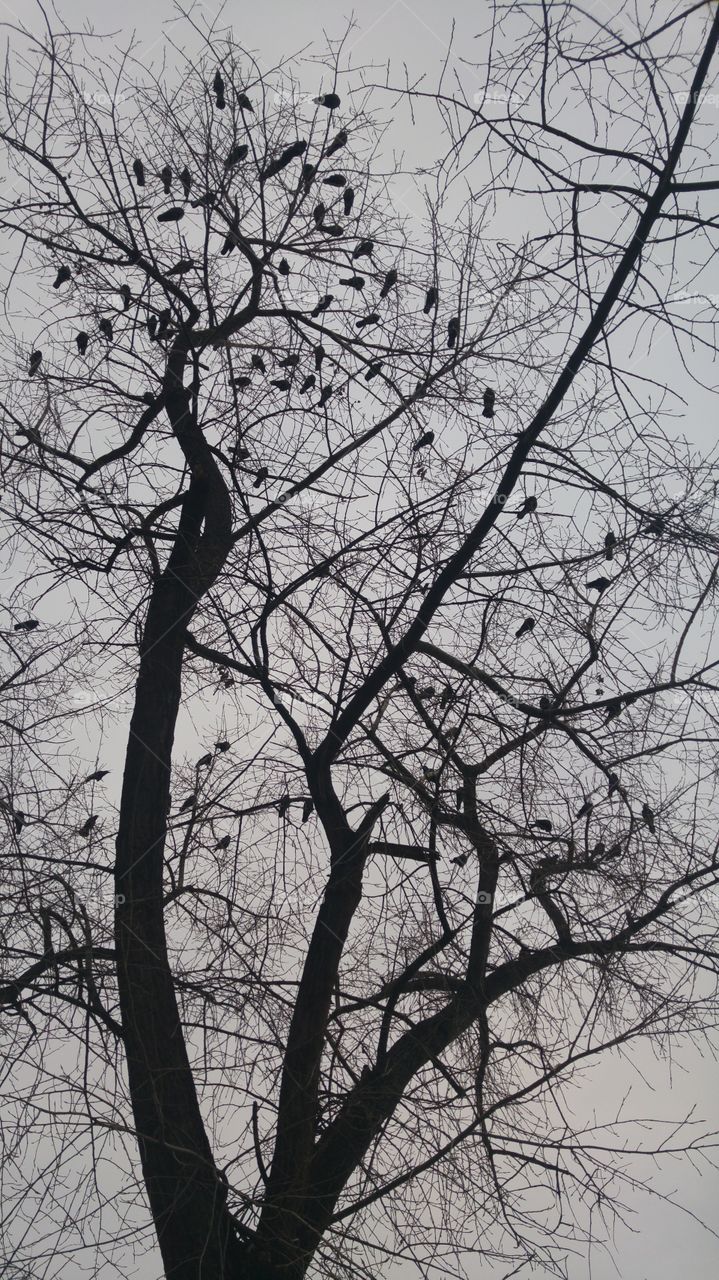 birds in tree