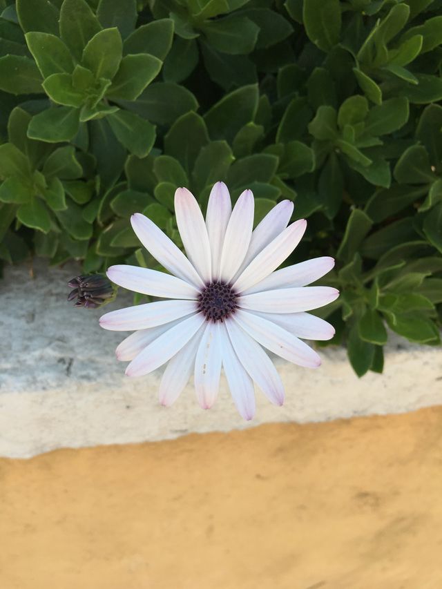 Čikat , Croatia 🤍😍🏝🌸