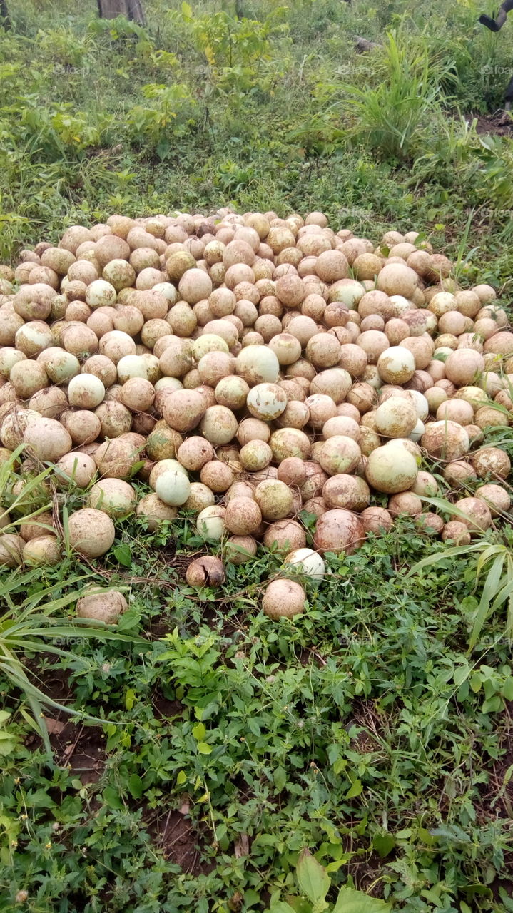 melon on the farm harvested