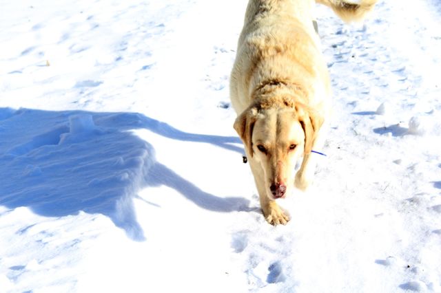 snow