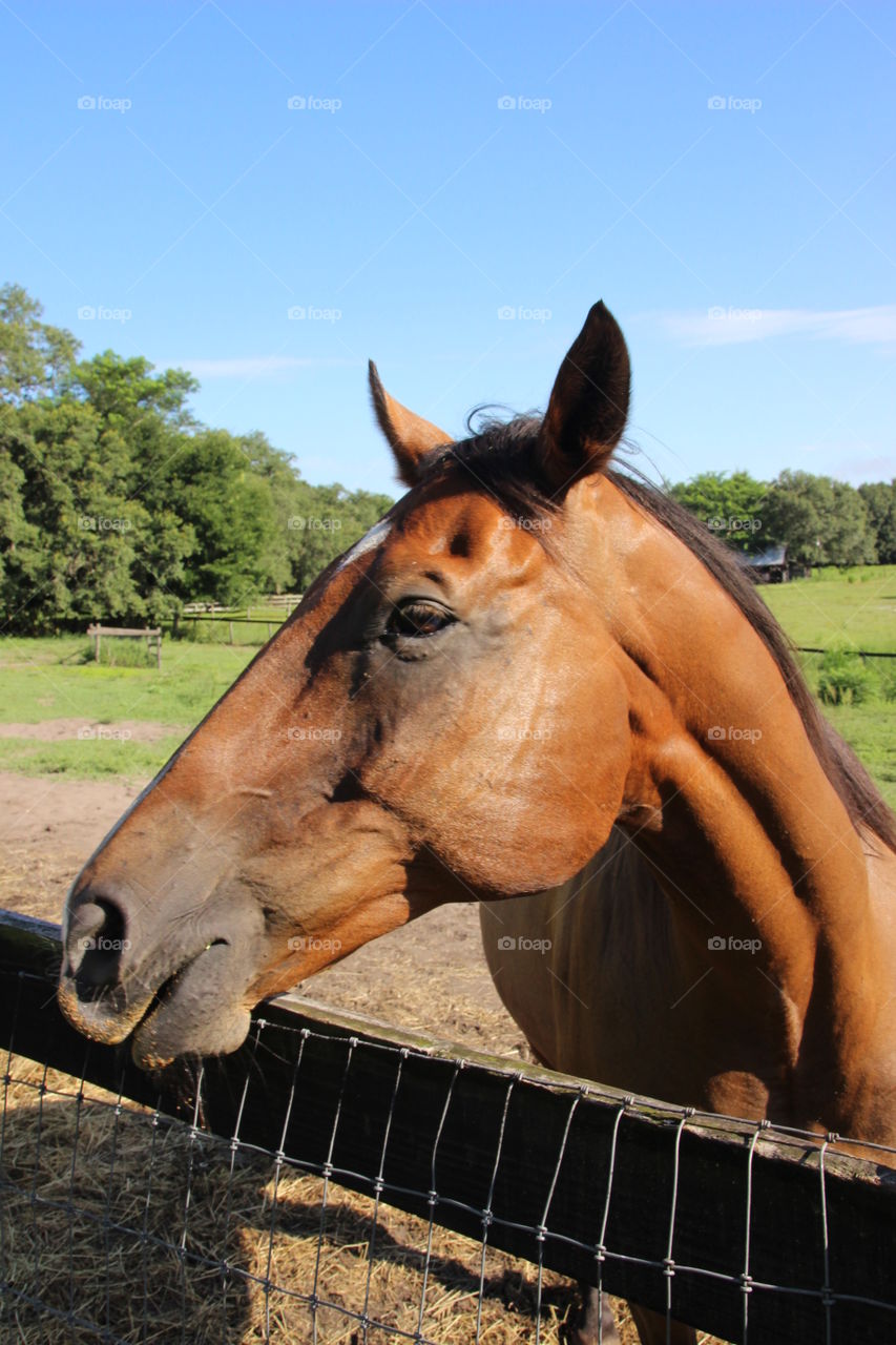 Horse at farm near fence
