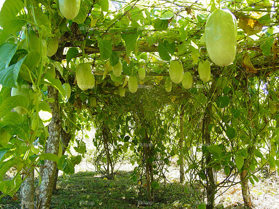 granadilla real Passiflora quadrangularis
