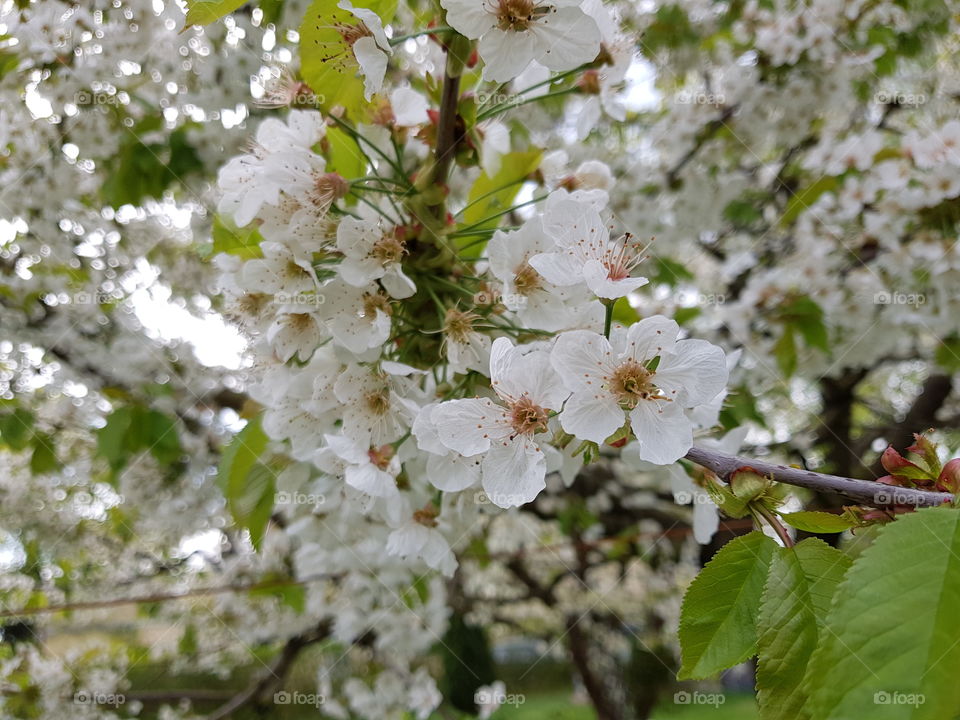Blüten eines Apfelbaums im Frühjahr