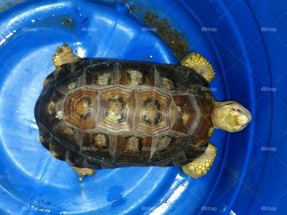 Beautiful  land  Turtle.