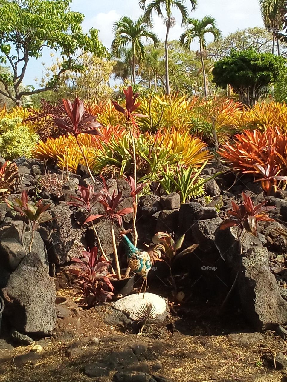 Bromeliad Area in Kona Garden