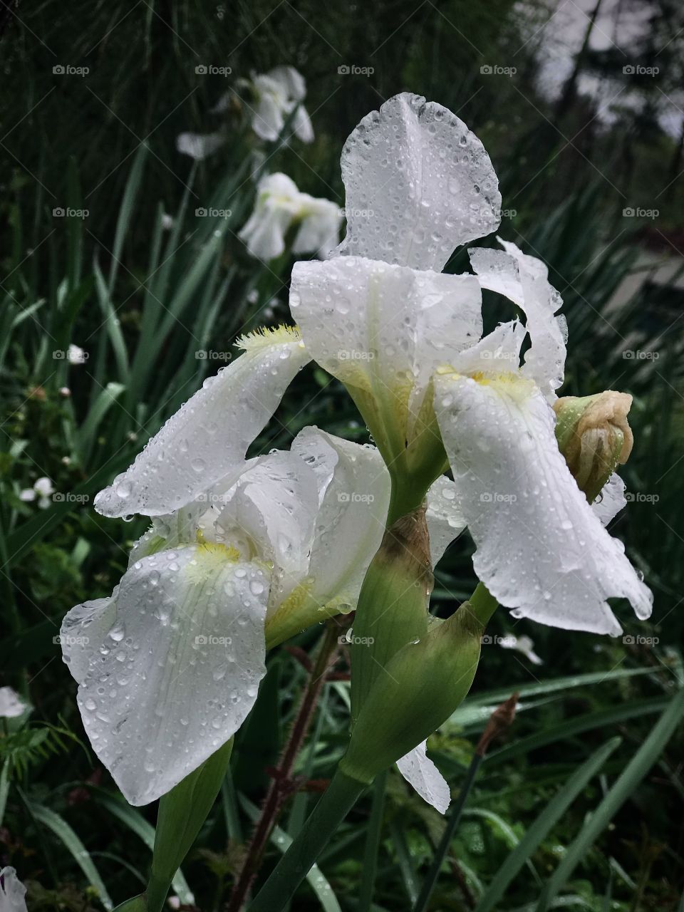 Post rainfall flowers