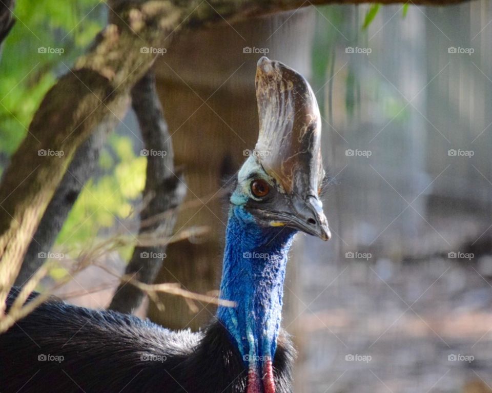 Cassowary 