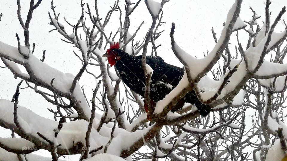 Chicken in the snow