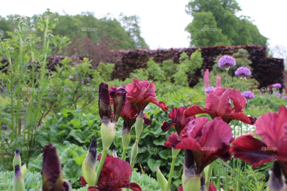 Maroon iris