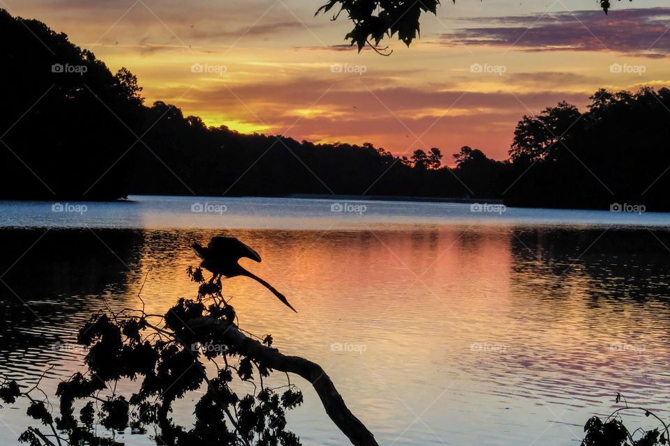 A great blue heron takes a good stretch after roosting all night. Colorful sunrise at Lake Johnson Park in Raleigh North Carolina. 