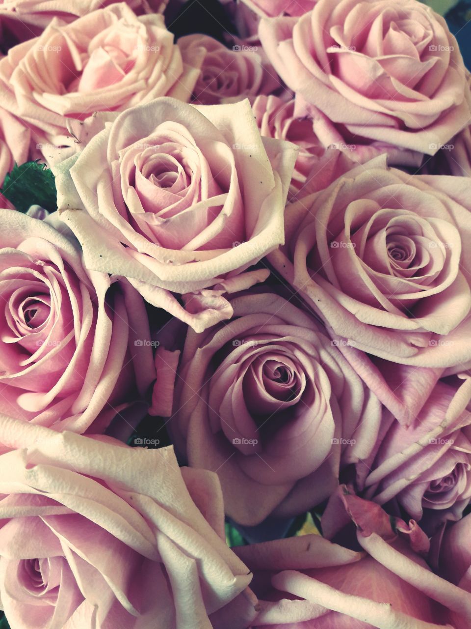 pink roses