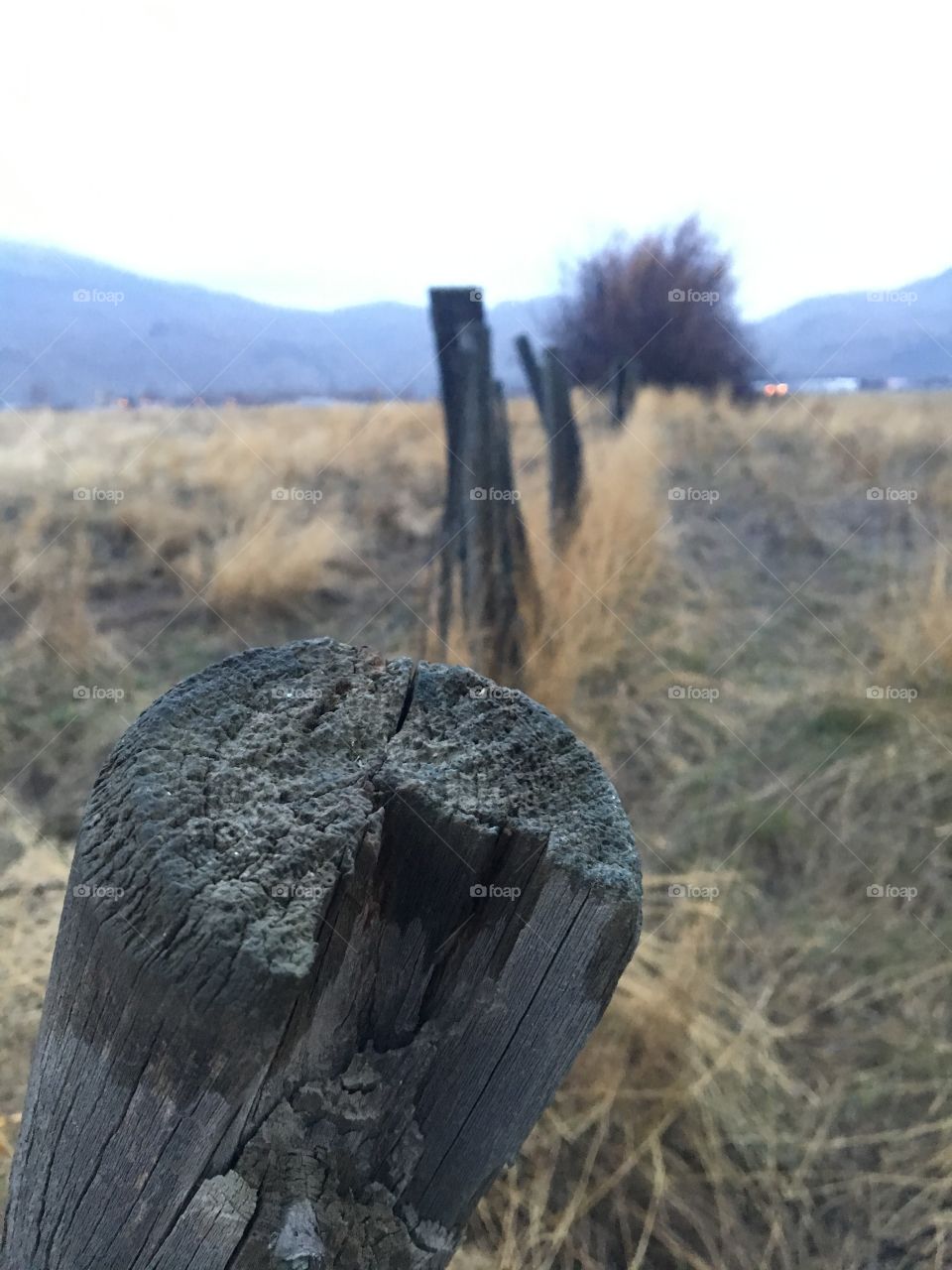 Fence 