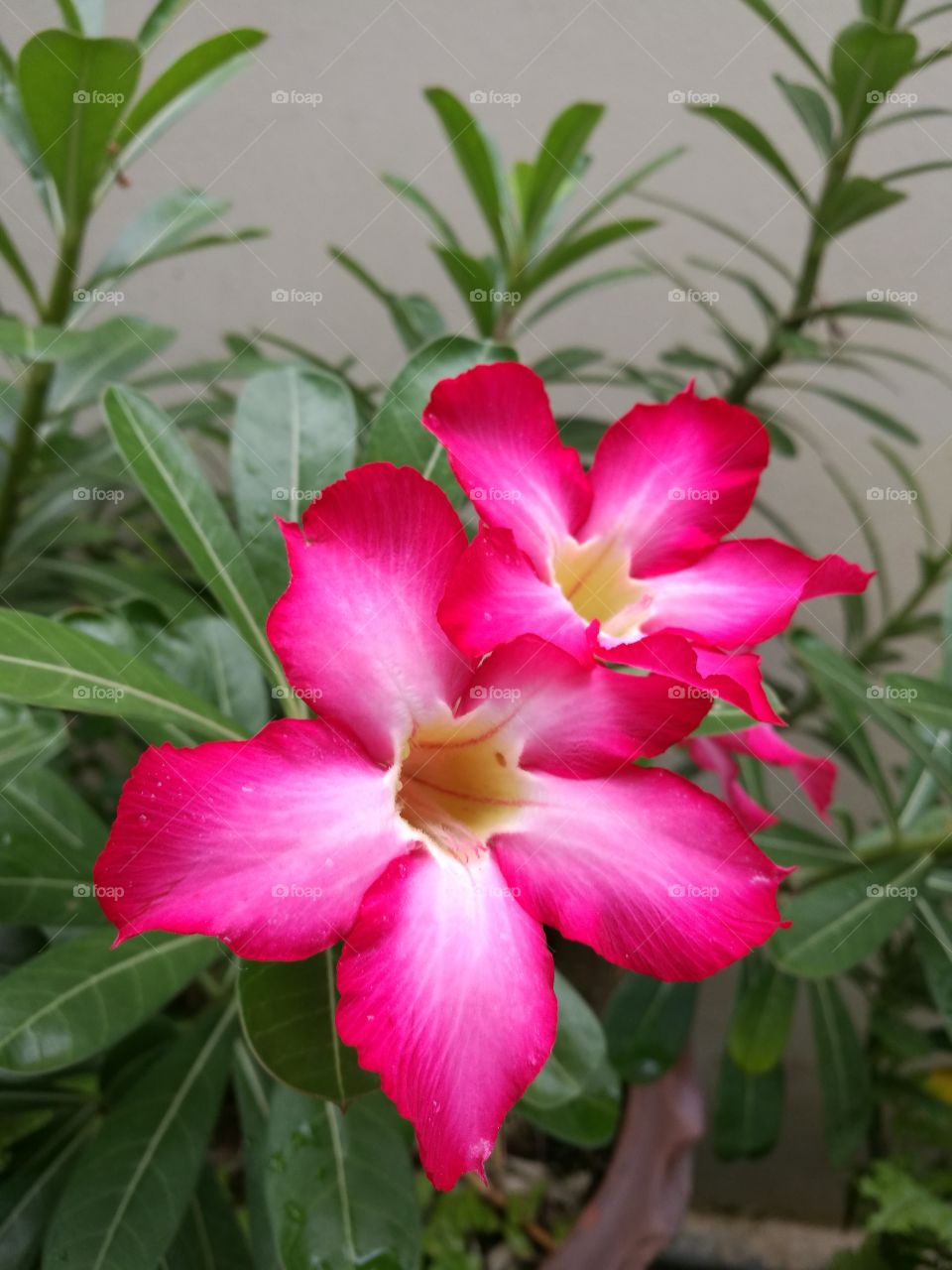 The blooming of two beautiful impala lily  flowers in garden.