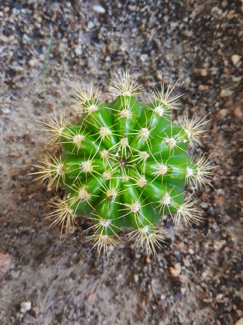 Cactus in a Brazilian Garden