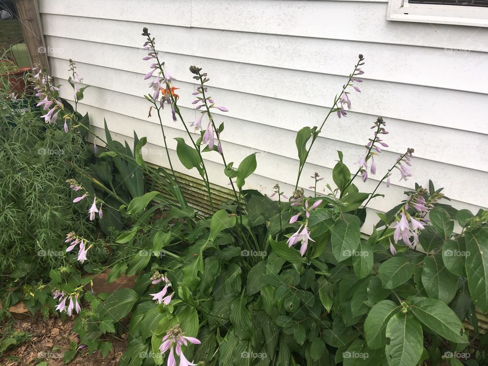 Going around my yard snapping pictures on this hazy Sunday morning of some of my flowers.