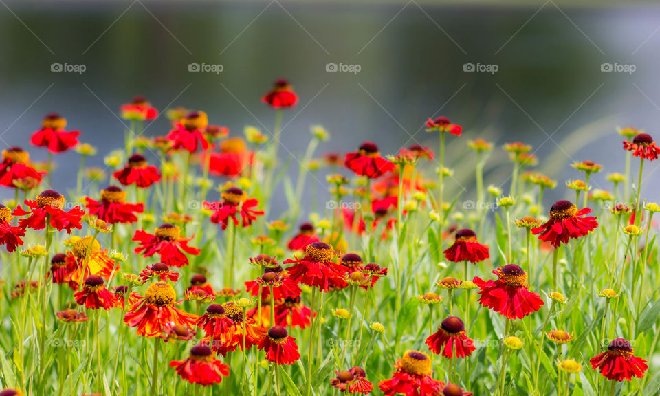 Red flowers in summer