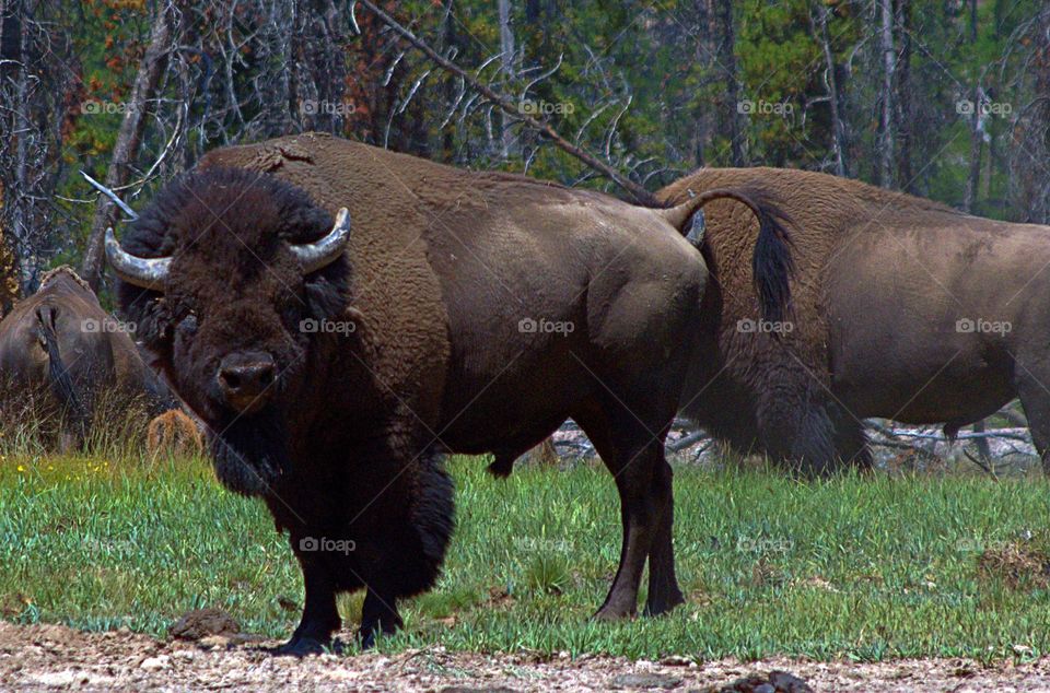 Buffalo in Yellowstone