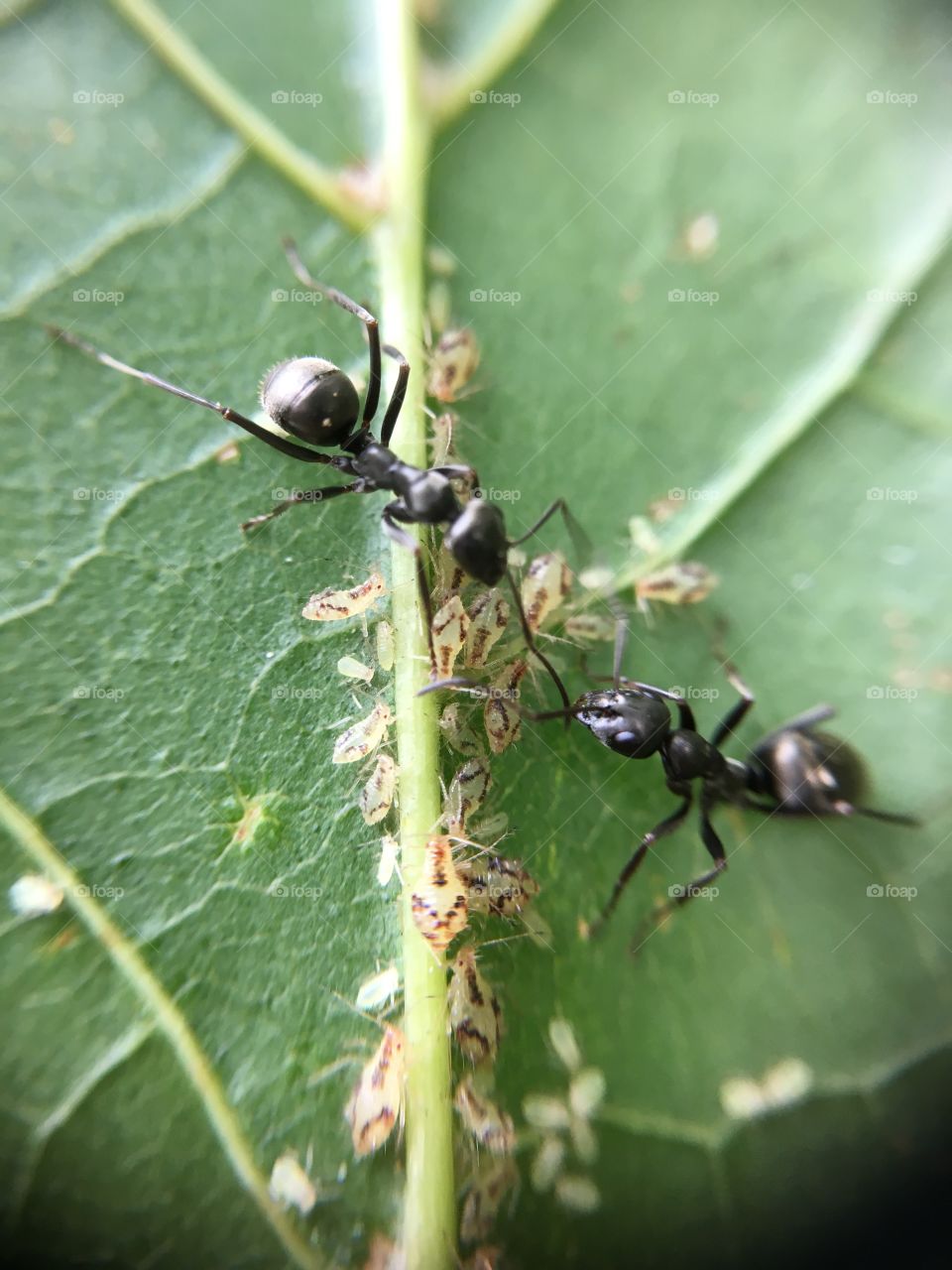 Ants working together