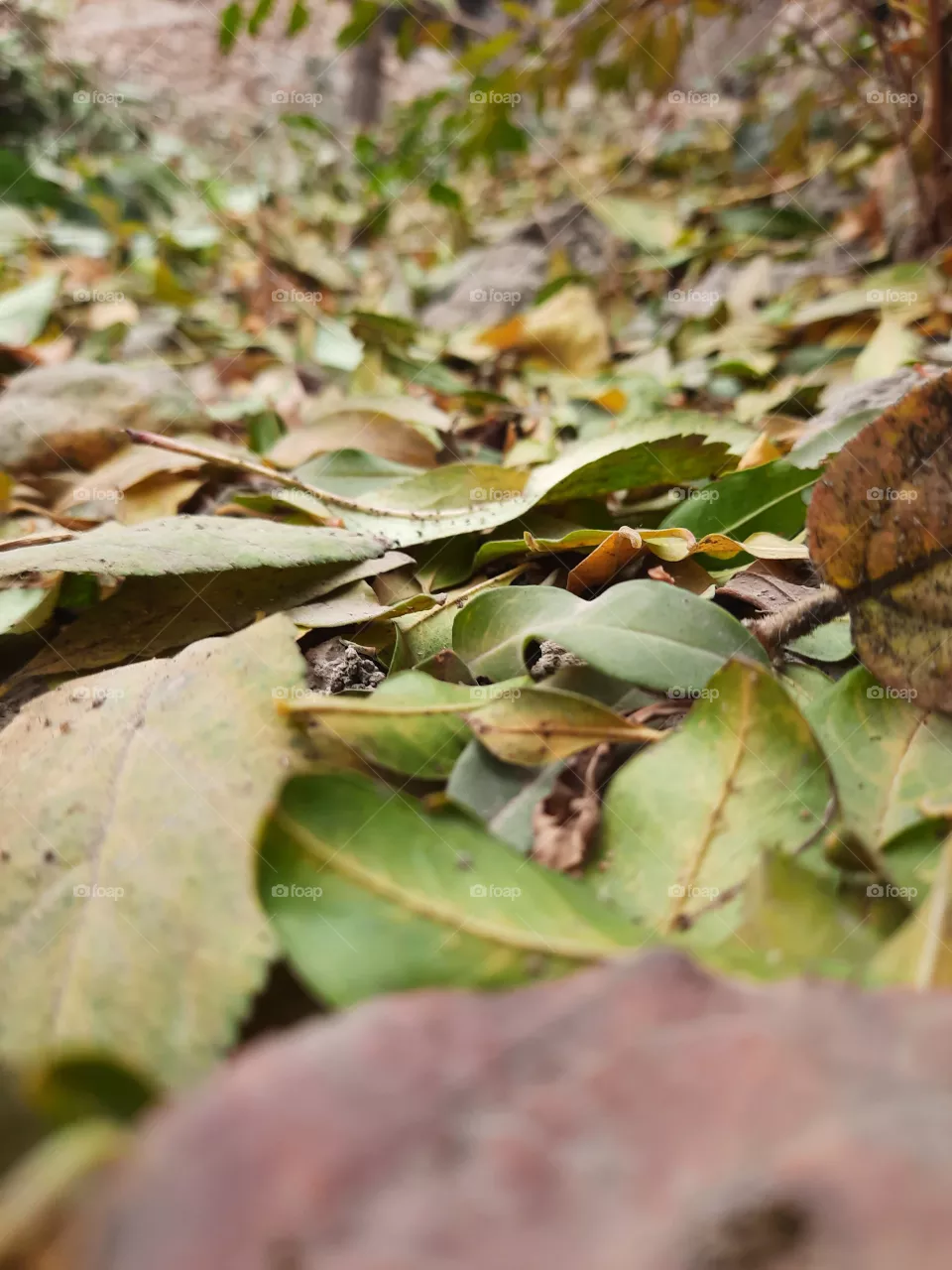 nature