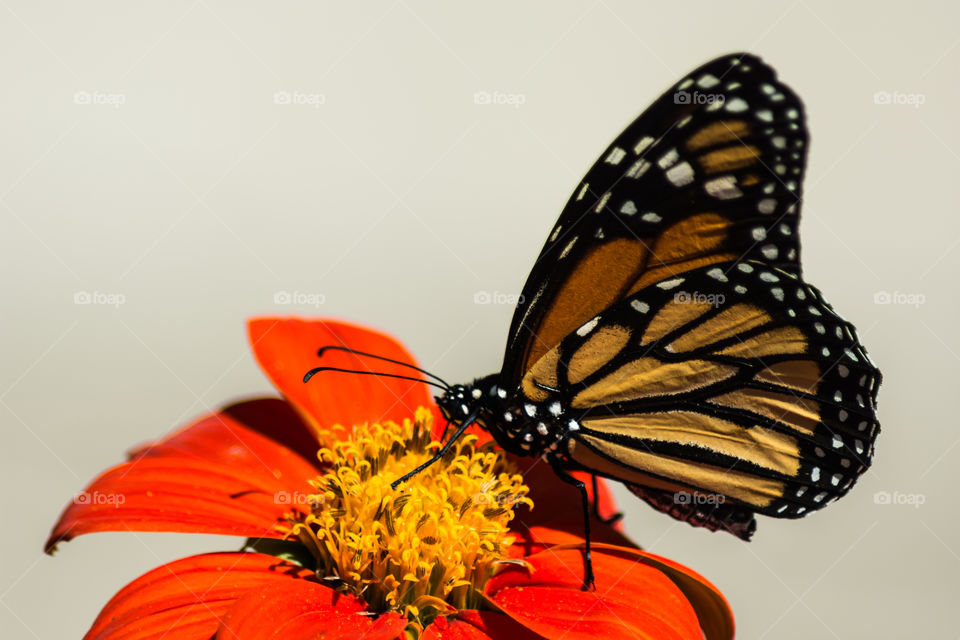 monarch butterfly Orange flower