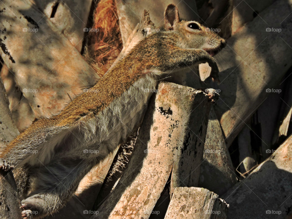 Stretch. Eastern Grey Squirrel stretching on Cabbage Palm Tree