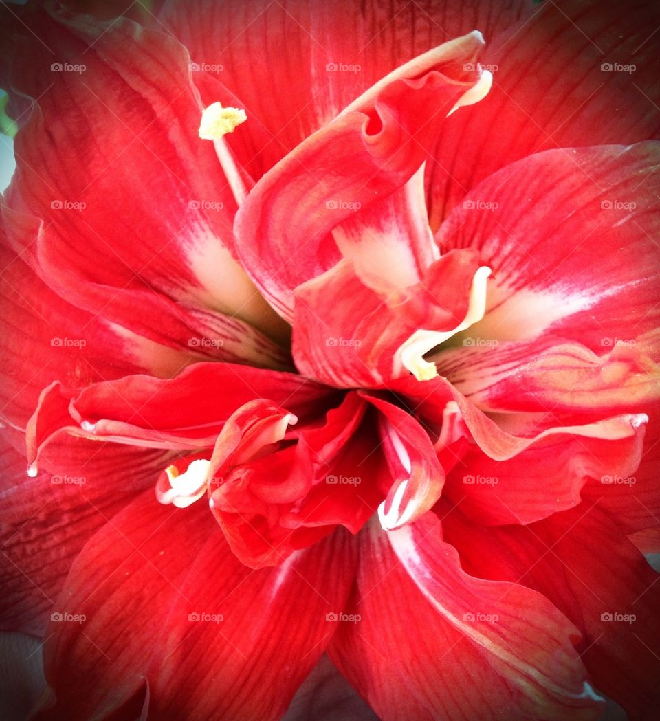 Amaryllis Flower  