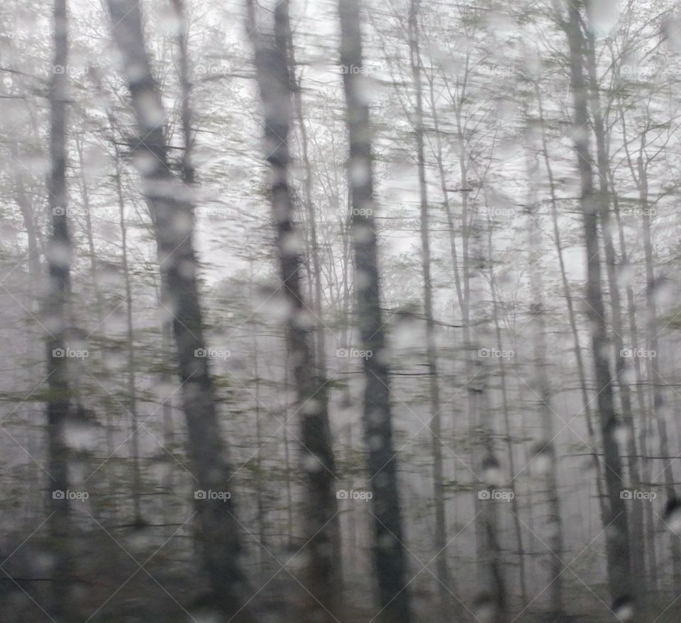 Rainy day in the forest