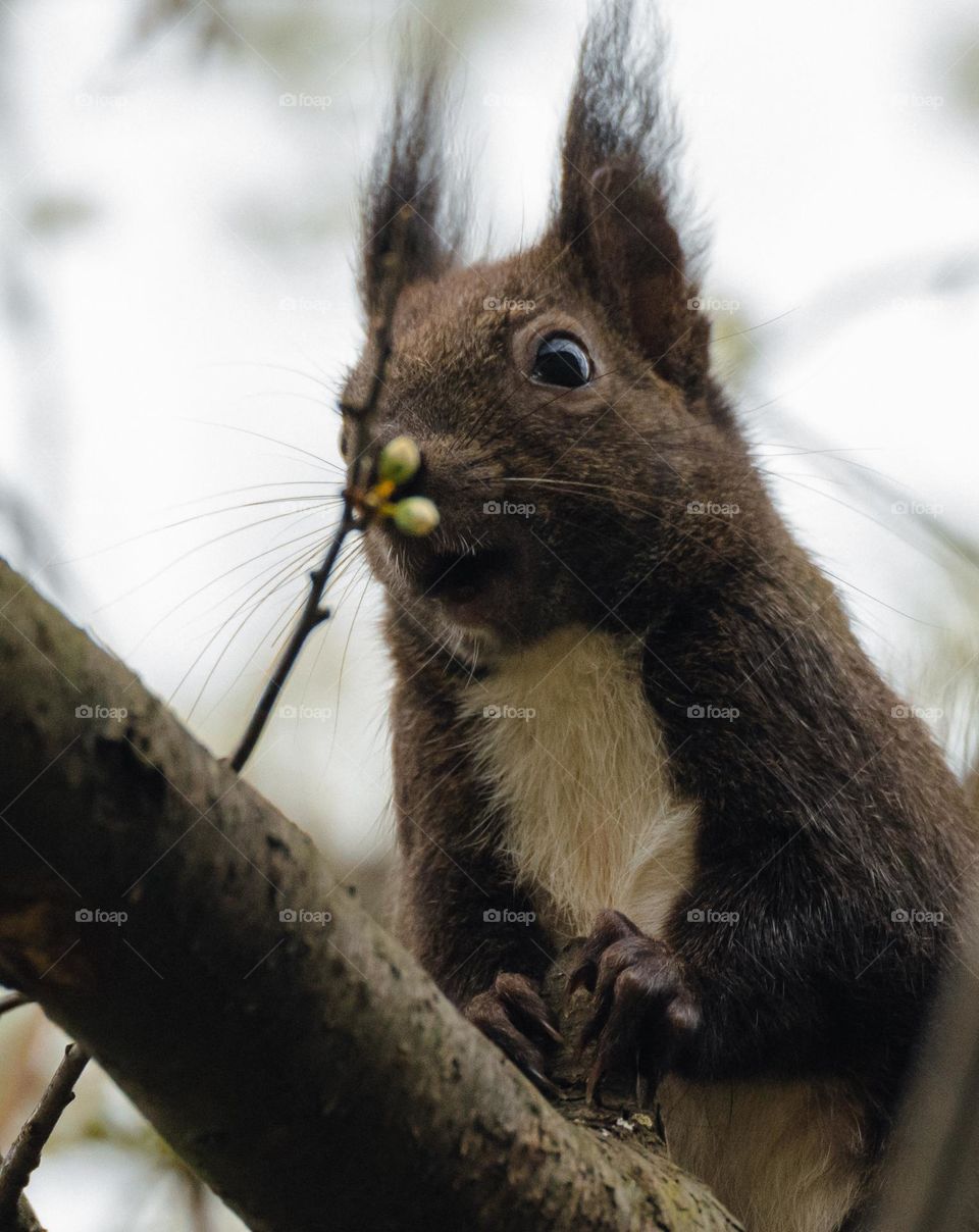 Brown Squirrel