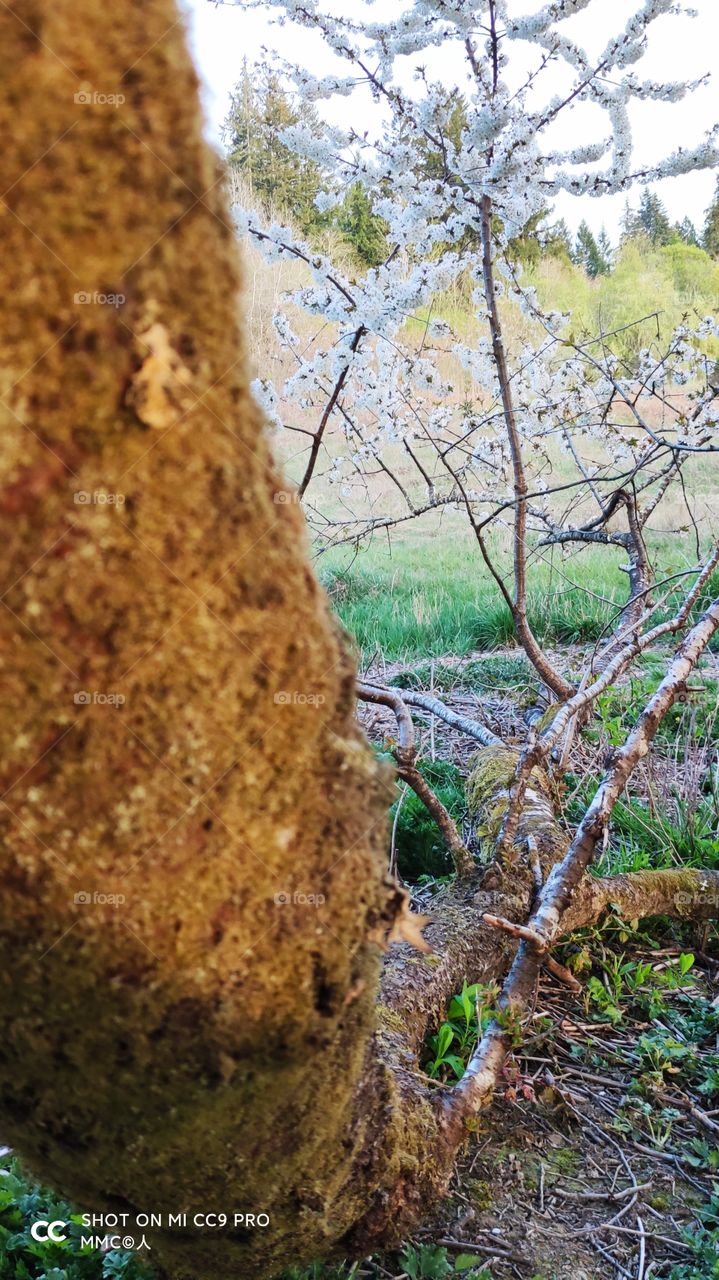 trees and forest series