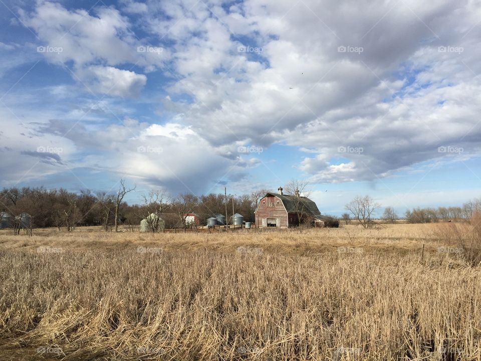 Wheat, No Person, Agriculture, Farm, Rural