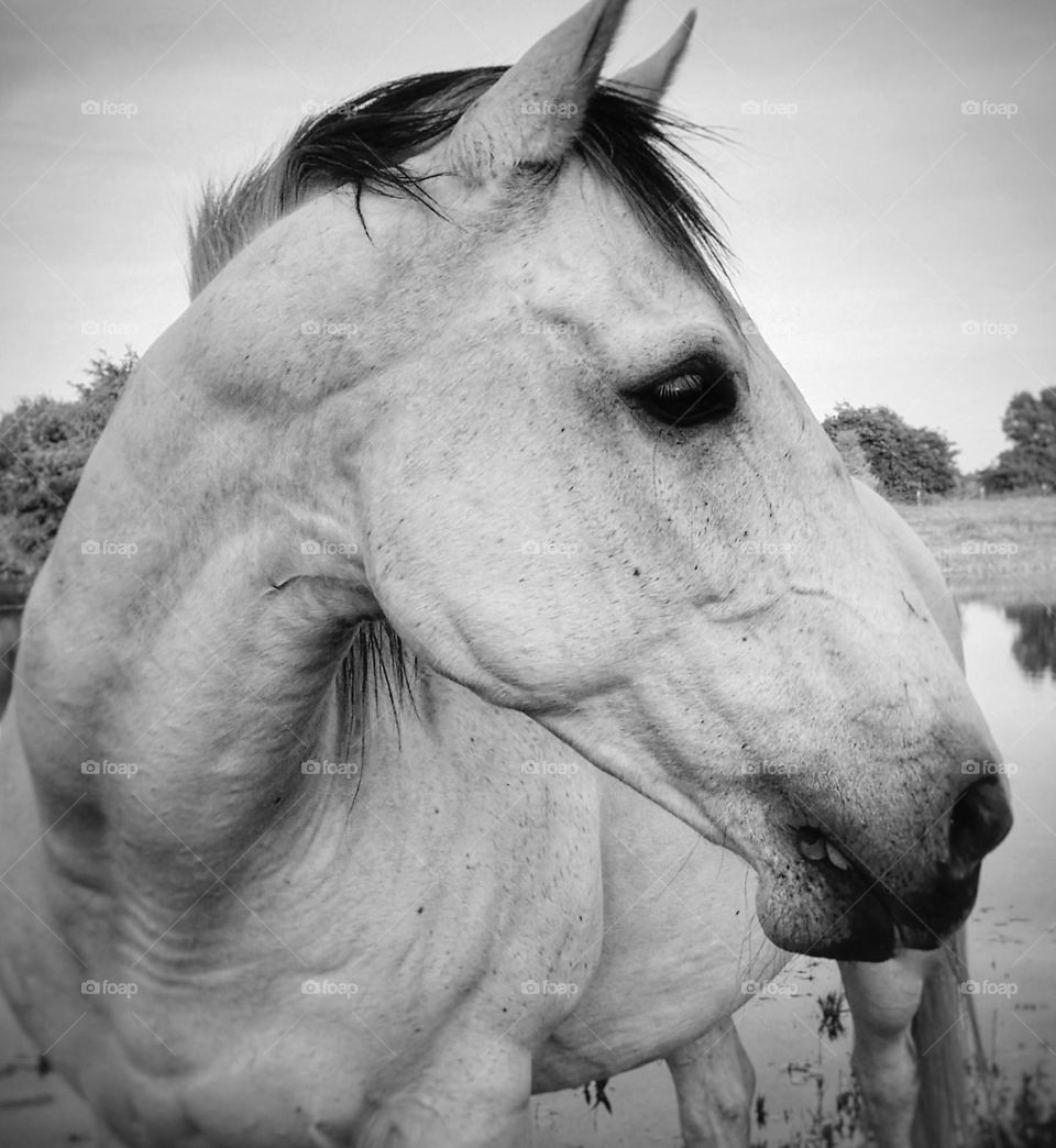 Gray horse close up in black & white