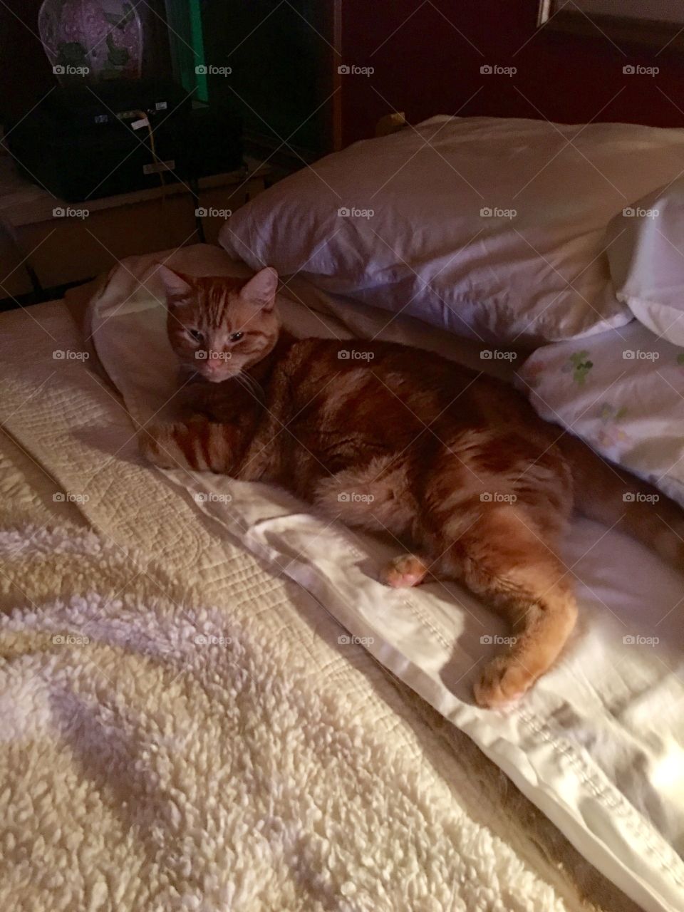 Moms cat opie on the bed. 