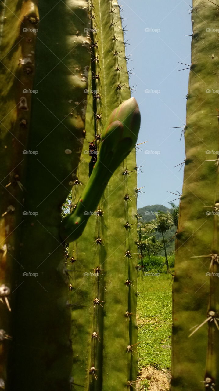 PLANTS, GARDEN, CACTUS , BUTTON.