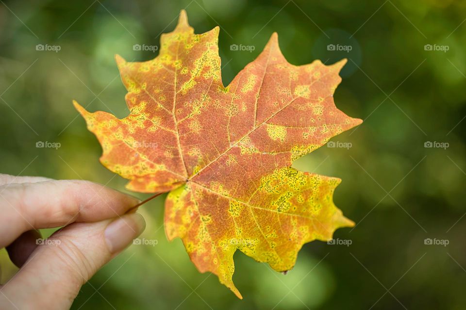 Fall leaf