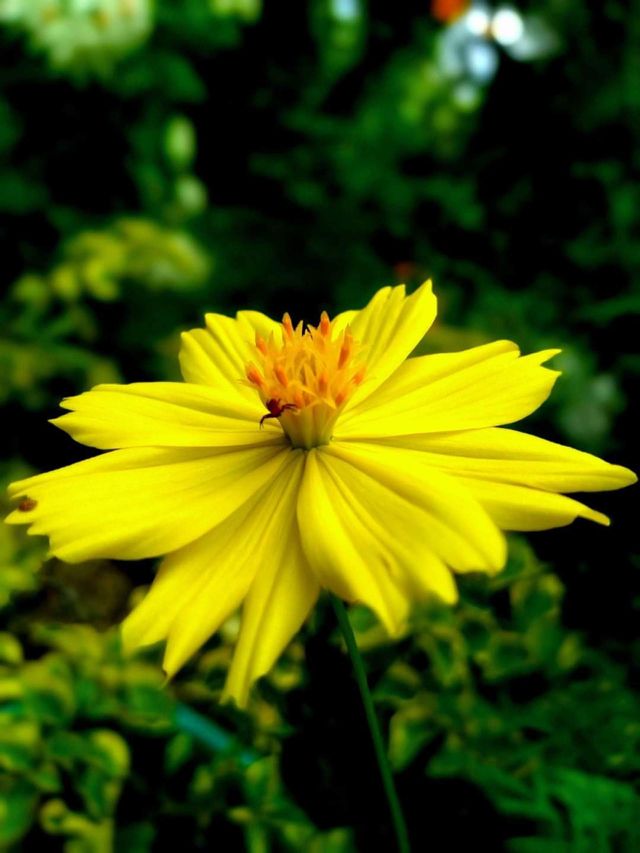 indian flower