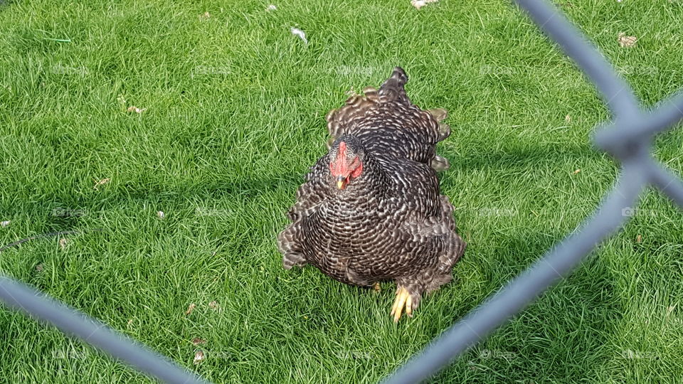 I found a chicken