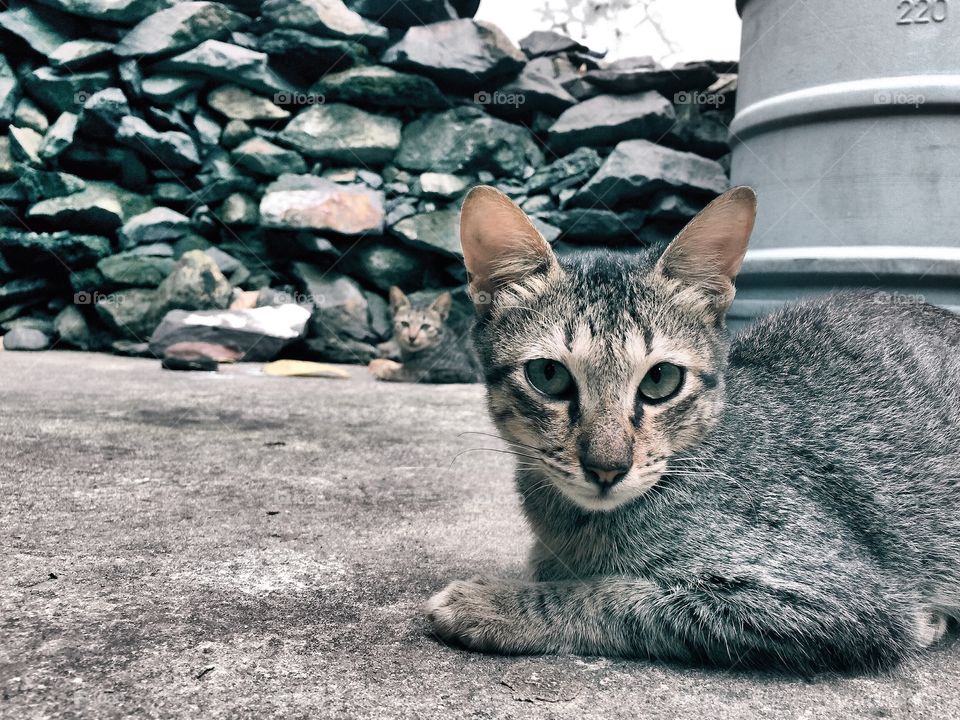 Cats. Cats resting
