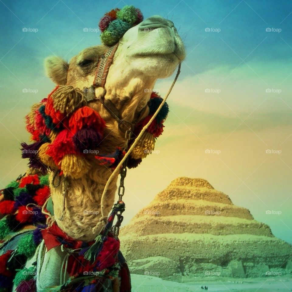 Camel in Saqqara