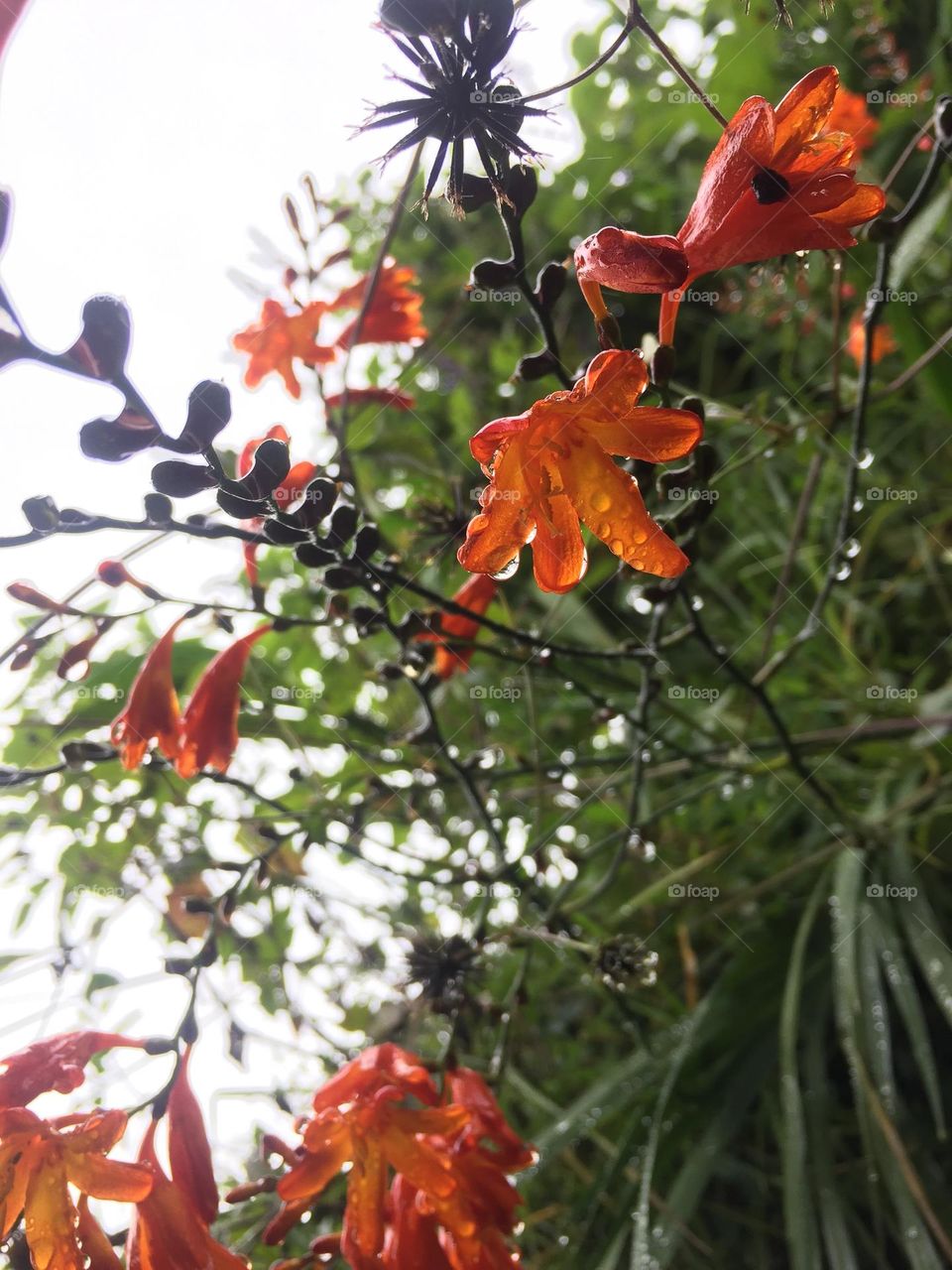 Its was a beautiful click in the rainy day..