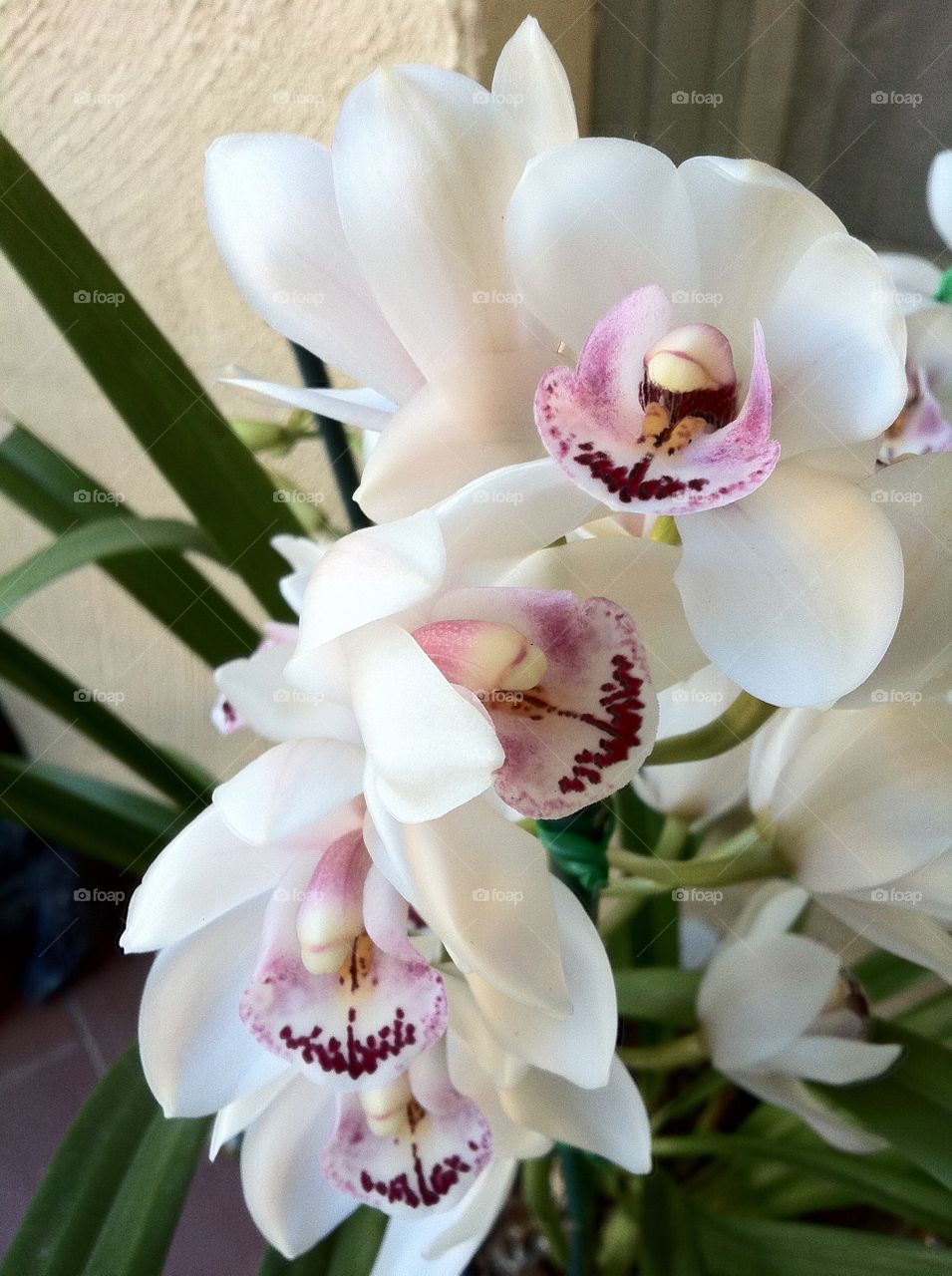 White orchid with pink throat