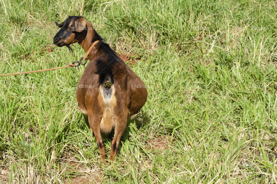 Mother Goat Passing Faeces