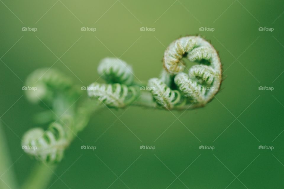 Closeup macro of a small fern in nature