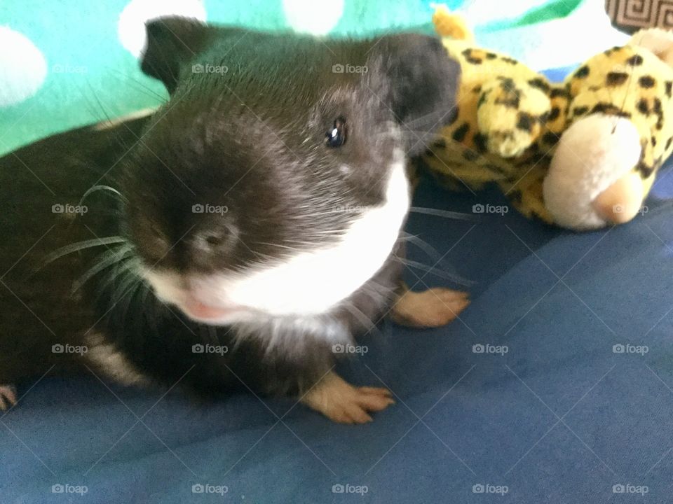 Adorable  family pet Timmy 