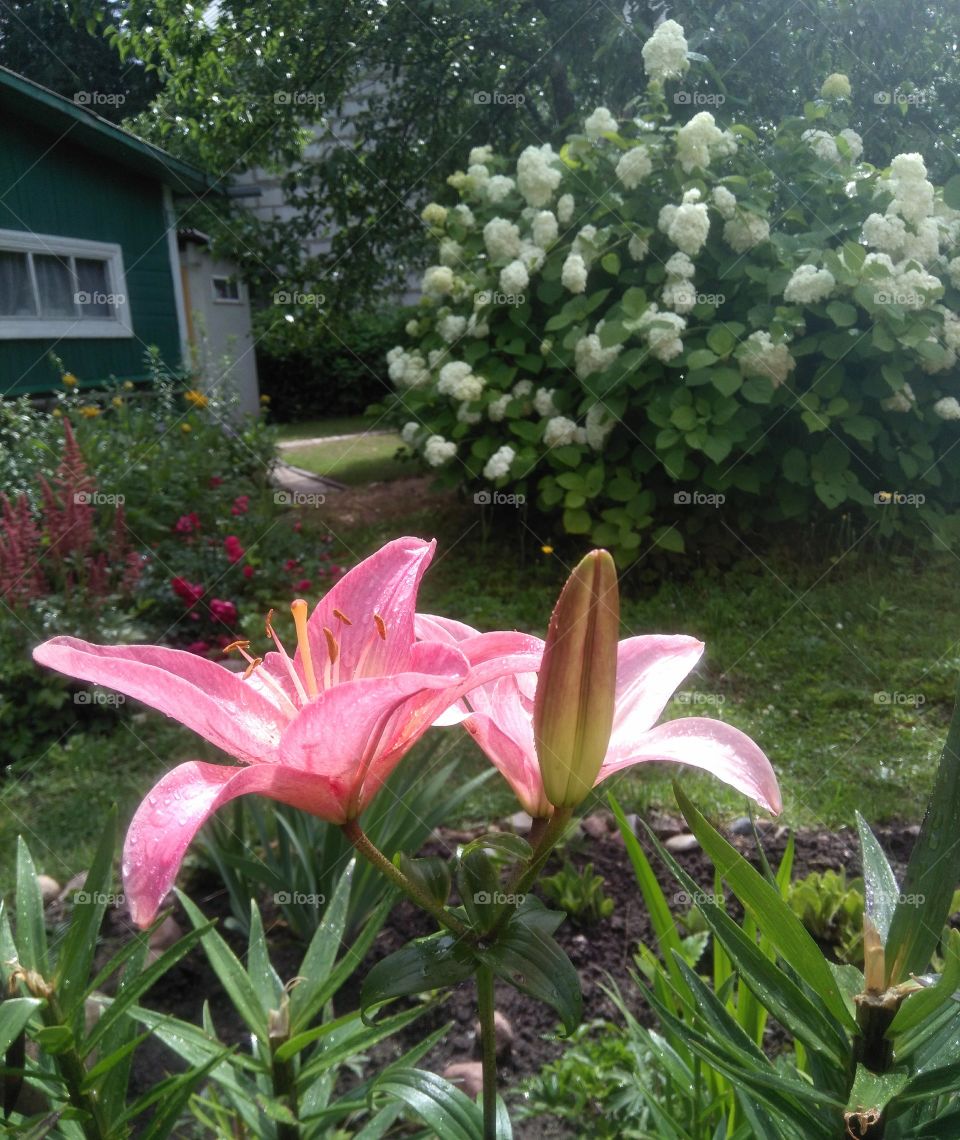 flowers growing in the garden and house view summer time