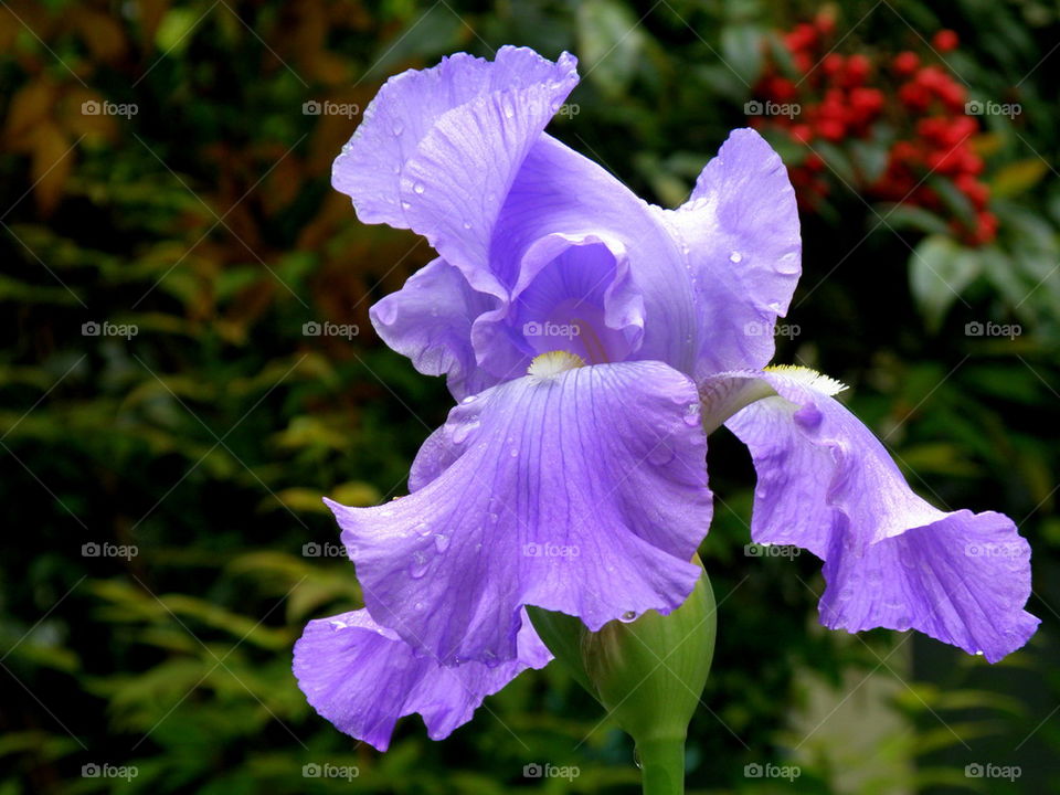 Close-up of purple iris